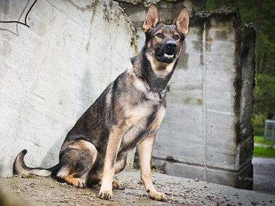 Polizei und Sicherheitsdienste