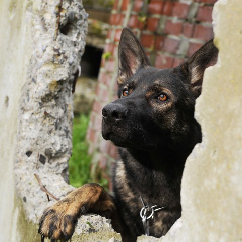 Baxter. Vergrösserte Ansicht