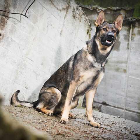 Eyck. Vergrösserte Ansicht