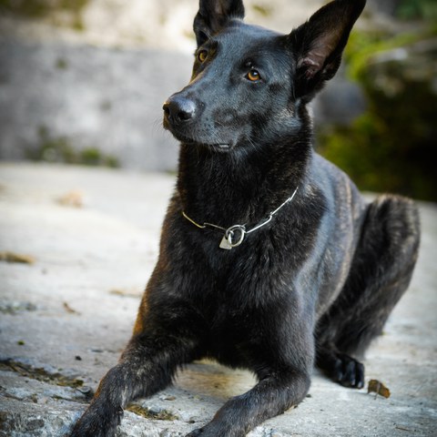 Isy. Vergrösserte Ansicht