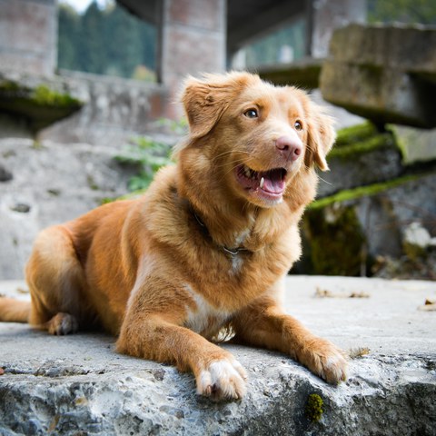 Kira. Vergrösserte Ansicht