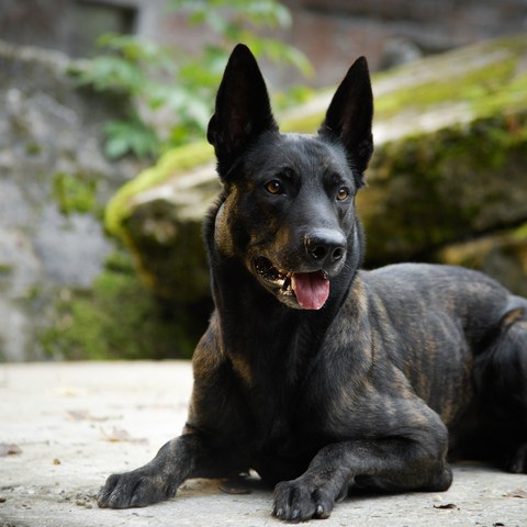Rocky. Vergrösserte Ansicht