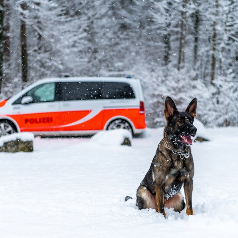 Polizeihund im Schnee. Vergrösserte Ansicht