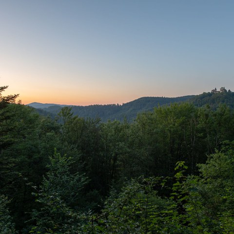 Natur. Vergrösserte Ansicht