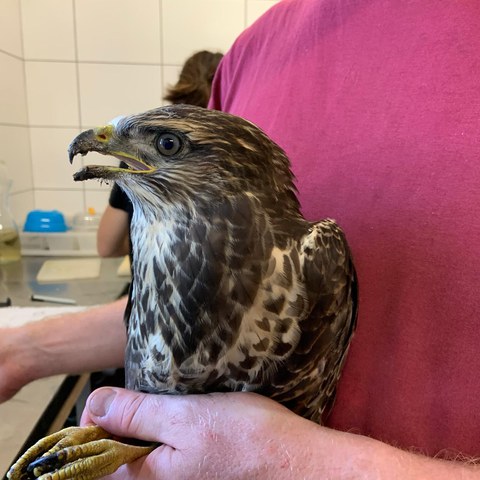 Mäusebussard. Vergrösserte Ansicht