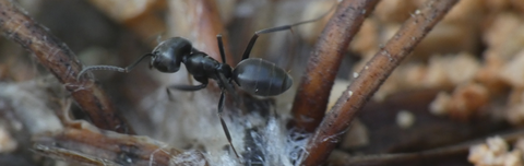 Bekämpfung von Tapinoma-Ameisen in Seen