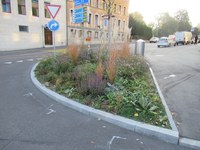 Biodivers bepflanzter Standort an der Ecke Merkurstrasse/Theaterstrasse 
