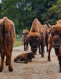 Bild Wisent Wukan