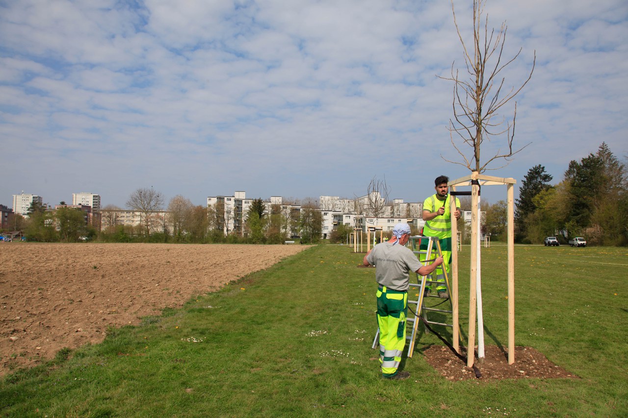 Mitarbeiter von Stadtgrün beim Pflanzen von Nussbäumen auf der Allmend Grüzefeld.