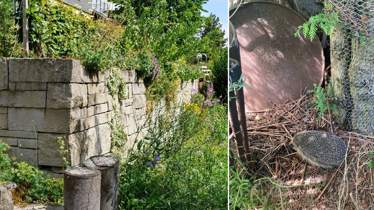 Links eine Steinmauer mit vielfältiger Begrünung, rechts ein Igel.