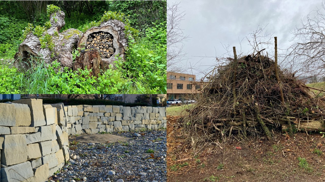 Kleinstrukturen zur Biodiversitätsförderung: Totholz mit hohlen Stängeln, Trockensteinmauer, Asthaufen.