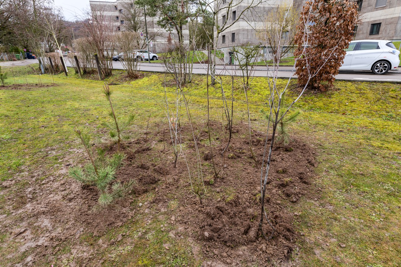 Frisch gepflanzte Bäume für den Micro Forest.