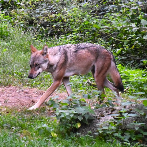 DSC_9388 - Kopie.JPG. Vergrösserte Ansicht