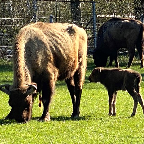 Jungwisent_Wushu_Wildpark_Bruderhaus2_250407 - Kopie.jpg. Vergrösserte Ansicht