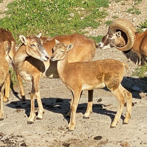 Mufflons_Wildpark_Bruderhaus.jpg. Vergrösserte Ansicht