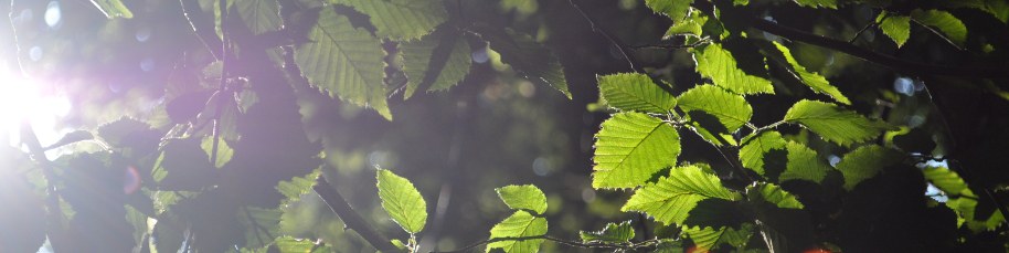 Wald & Landschaft