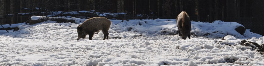 Jagdreviere / Wildhüter