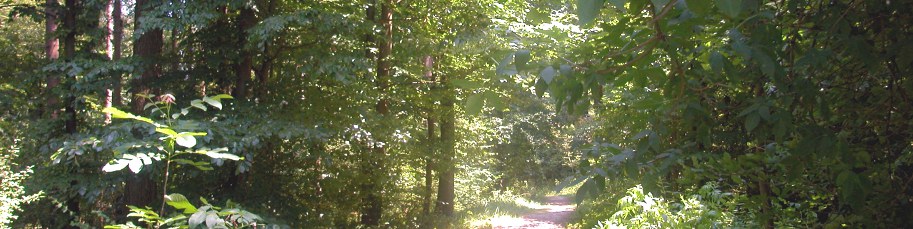 Winterthurer Wald