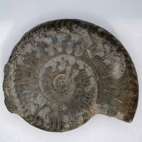 Ammonit. Vergrösserte Ansicht