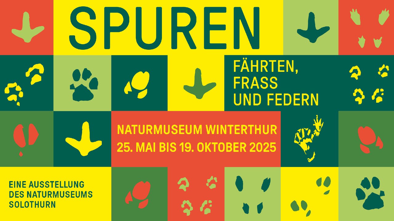 Wechselausstellung Spuren - Fährten, Frass und Federn