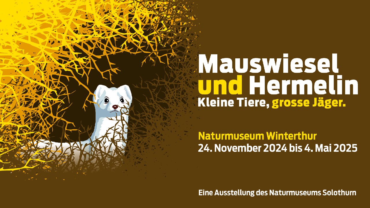 Wechselausstellung Mauswiesel und Hermelin