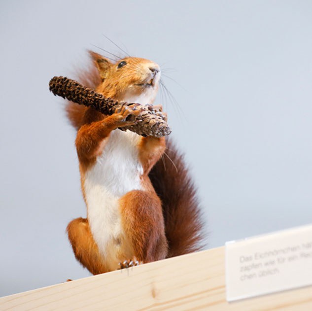Eichhörnchen in Winterthur - was machen Sie den ganzen Tag?