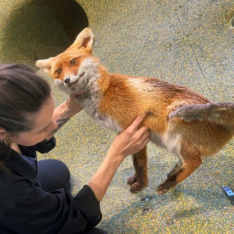 fuchs.jpg. Vergrösserte Ansicht