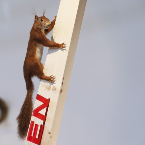 20250516_104155.jpg. Vergrösserte Ansicht