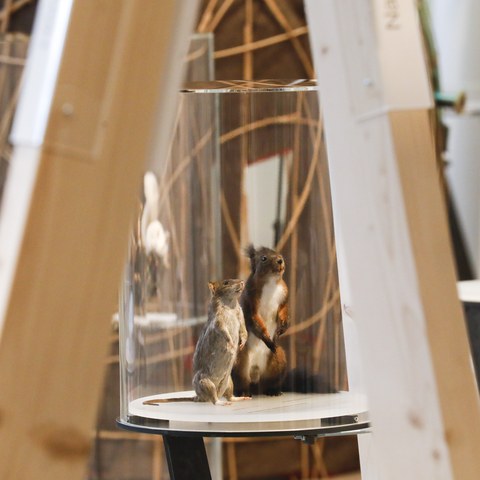 20250516_104249.jpg. Vergrösserte Ansicht