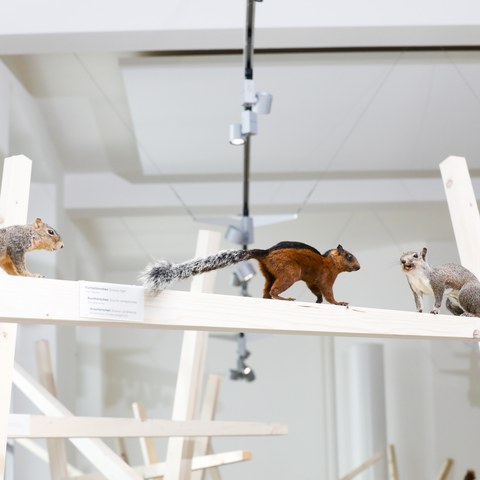 20250516_105303.jpg. Vergrösserte Ansicht