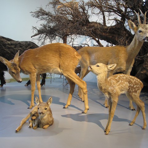 Dauerausstellung Einheimische Lebensräume Wald. Vergrösserte Ansicht