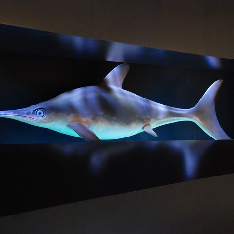 Dauerausstellung Paläontologie Fischsaurier. Vergrösserte Ansicht