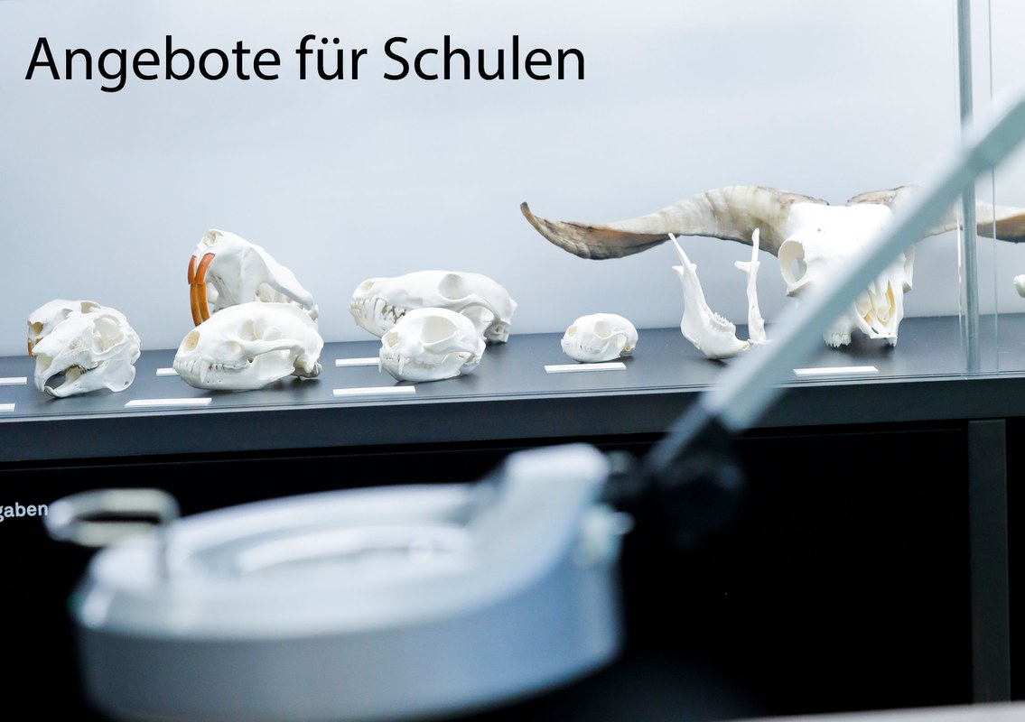 Angebote für Schulen