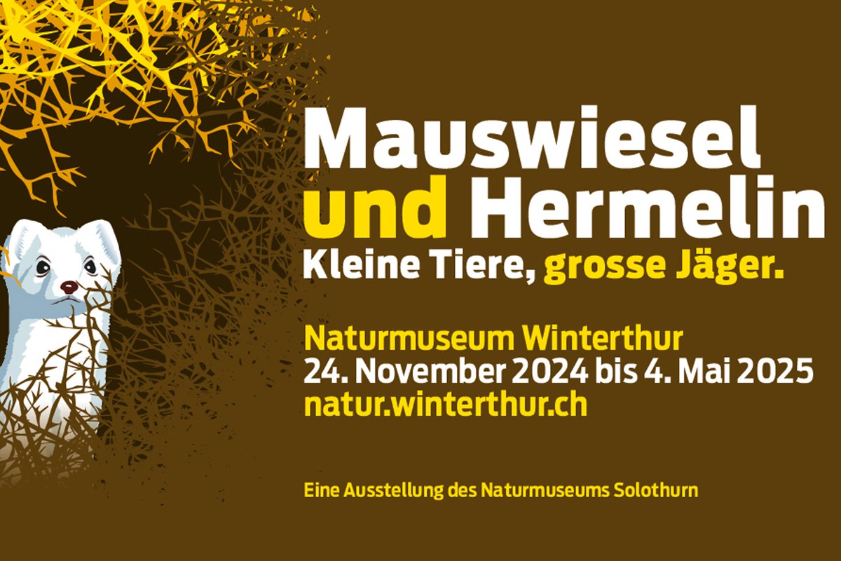 Mauswiesel und Hermelin