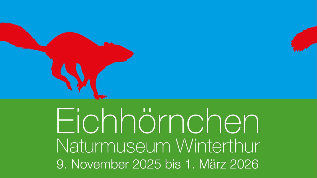 Eichhörnchen Wechselausstellung vom 9. November bis 1. März