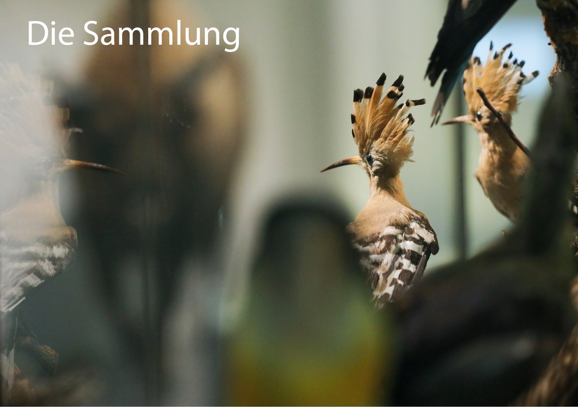 Die Sammlung des Naturmuseums