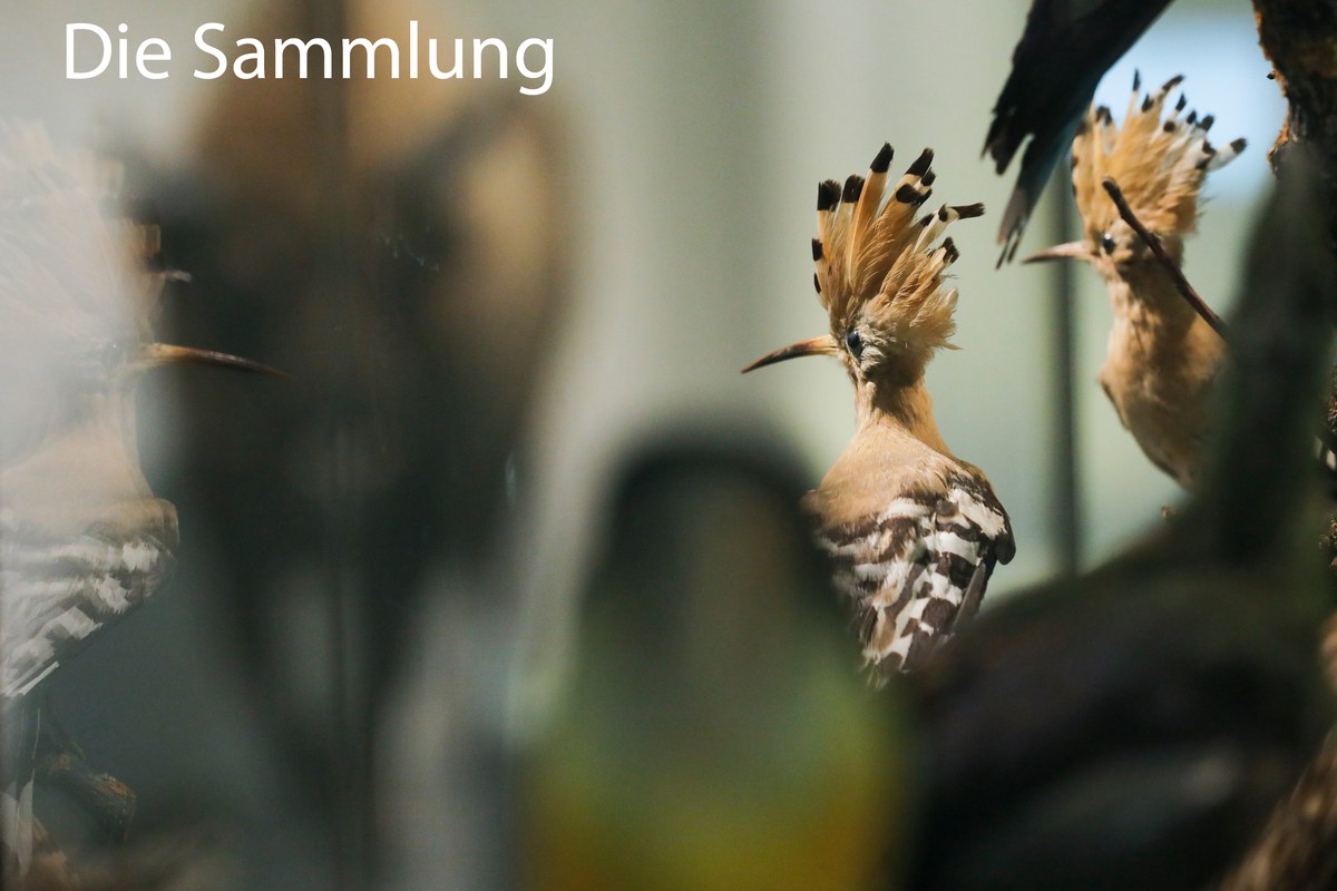 Die Sammlung des Naturmuseums