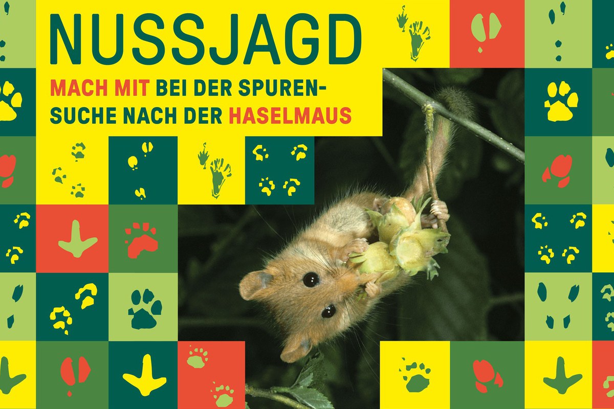 Mache mit bei der Nussjagd