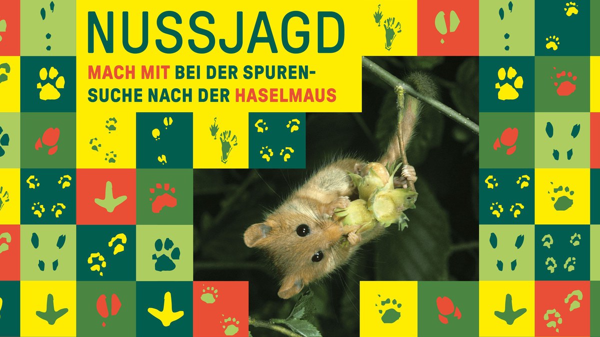 Mache mit bei der Nussjagd