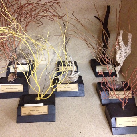 Korallensammlung Weber Sulzer. Vergrösserte Ansicht