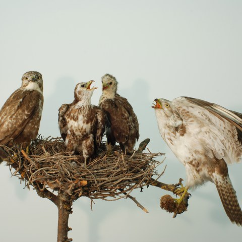 Präparat Challande. Vergrösserte Ansicht