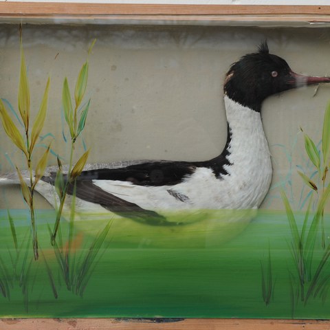 Präparat Ziegler Pellis. Vergrösserte Ansicht