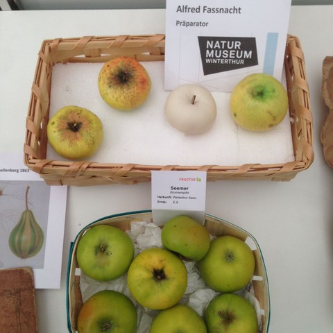 Seemer Apfel. Vergrösserte Ansicht