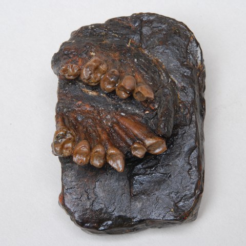Pliopithecus antiquus, Elgg. Vergrösserte Ansicht