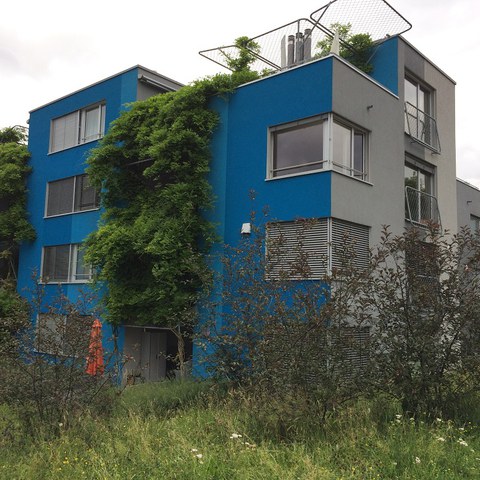 Das Zusammenspiel von grüner Umgebung und Gebäudebegrünung ist stadtklimatisch wertvoll. (Foto: Irene Küpfer). Vergrösserte Ansicht