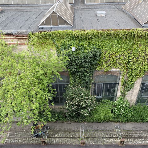 Begrünte Plätze, Fassaden und Dächer halten die Feuchtigkeit in den Städten. (Foto: Irene Küpfer). Vergrösserte Ansicht