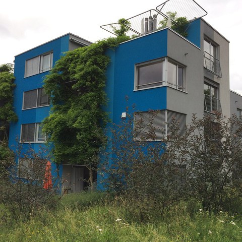Das Zusammenspiel von grüner Umgebung und Gebäudebegrünung ist stadtklimatisch wertvoll. (Foto: Irene Küpfer). Vergrösserte Ansicht