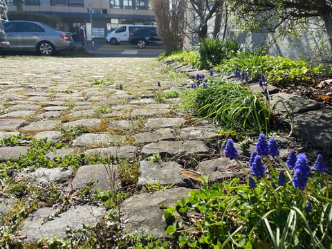 Foto eines Kopfsteinpflasters Kopfsteinpflaster mit offenen, begrünten Fugen