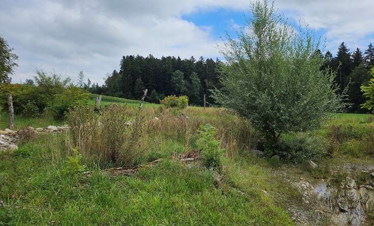 Aufgewertete Fläche mit Weiher, Sträuchern und Extensivwiese