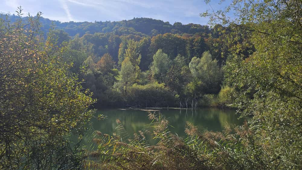 Teich, eingerahmt von Sträuchern, im Hintergrund Wald.